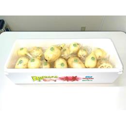 Bigれんこん珠美1～3節目4kg