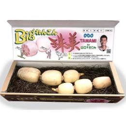 Bigれんこん珠美贈答用2kg