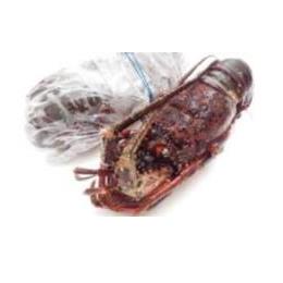 活〆生冷凍伊勢海老　150～200g