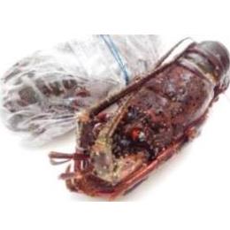 活〆生冷凍伊勢海老　150～200g　10尾