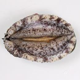 活えぞ鮑養殖（韓国産）80～90g