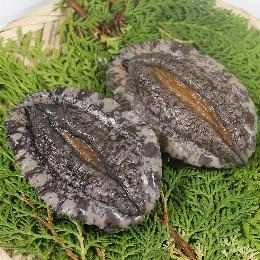 【大口用】活えぞ鮑（あわび）70～80g（養殖）