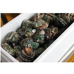 冷凍えぞあわび（韓国産）70/90ｇ　ＩＱＦ　バラ凍結