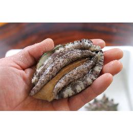 活えぞ鮑（あわび）110～130g（養殖）3kg以上送料