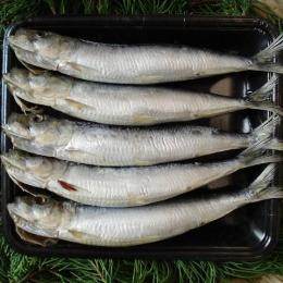 真いわし丸干し 　約５０g/尾　【千葉・宮城産県産】