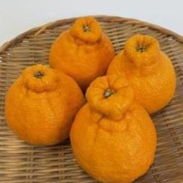 ハウス不知火（デコポン）