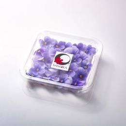 �G�f�B�u���t�����[SANOKA�@�r�I���@�N���A���C�g�u���[