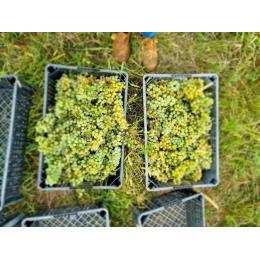 ���J�c�B�e�� �W���[�W�A �����C�� 2023 �J�w�e�B �e�B�R�G�X�e�C�g((1�E1�^�{))