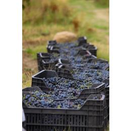 �T�y�����B ���C�� �W���[�W�A 2021 �M�n�� �� �V���l�e�B((1�E1�^�{))