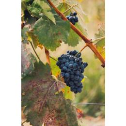 �W���[�W�A �ԃ��C�� �I�c�n�k���E�T�y�� �M�n�� 2021 �V���l�e�B((1�E1�^�{))