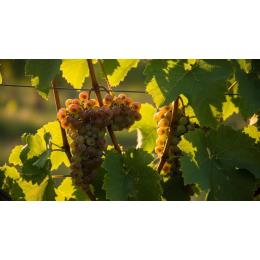 ���J�c�B�e�� �����C�� 2021 �J�w�e�B �V���l�e�B((1�E1�^�{))