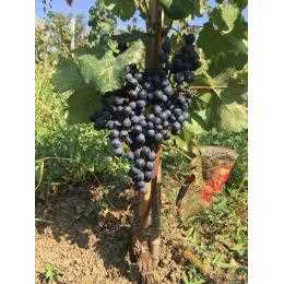 �i�`���������C�� �W���[�W�A 2023 �� �A���N�T���h���E�� ���i�o�[((1�E1�^�{))