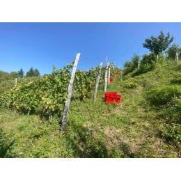 �i�`���������C�� �W���[�W�A �� 7�i��u�����h 2023 ���i�o�[((1�E1�^�{))