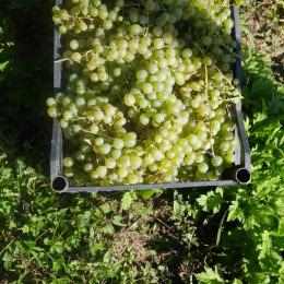 �I�����W���C�� �i�`���[�� ���J�c�B�e�� 2022 �A�[�e�B�U�j((1�E1�^�{))