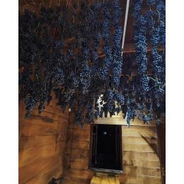 ���R�h���C�� �W���[�W�A �A���_�X�g�D�� 2023 �� �`�����`�l�u��((1�E1�^�{))