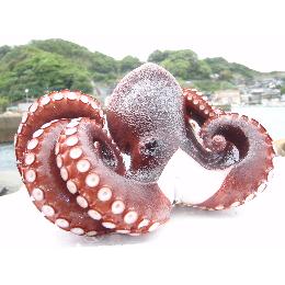 【長崎県西海市産】　ゑべす蛸（近海マダコボイル）