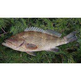 【長崎県西海市産】瀬物の王様！ゴマハタ