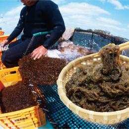 �ɐ������Y���n�������� ��l��((13kg�E1�^��))