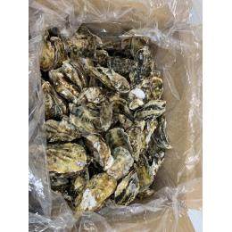 三陸産殻付き牡蠣　中サイズ　10kg