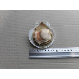 北海道産ホタテ片貝　Mサイズ（9～10cm）