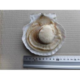 北海道産ホタテ片貝　2Lサイズ（11～12cm）
