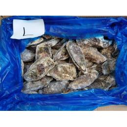 宮城県産冷凍殻付き牡蠣　生食可能　L　50個入