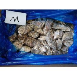 宮城県産冷凍殻付き牡蠣　生食可能　M　70個入