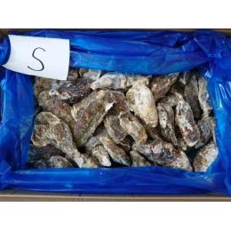 宮城県産冷凍殻付き牡蠣　生食可能　S　100個入