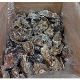 三陸産殻付き牡蠣　大サイズ　10kg