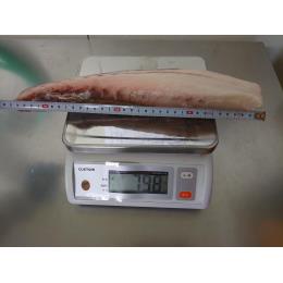 愛媛県産養殖ブリ　スキンレスロイン　約５～８尾　5kg