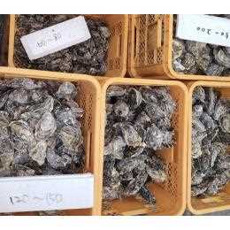 三陸産冷凍殻付き牡蠣　生食可能　約150/200g　70個入