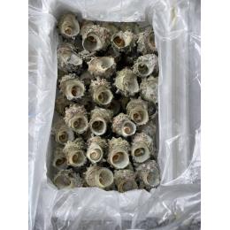 生冷サザエ　100/150g　7kg