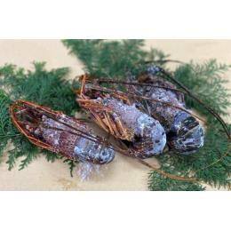 活〆冷凍伊勢海老（180g-200g）