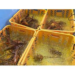 活〆冷凍伊勢海老（130g-150g）