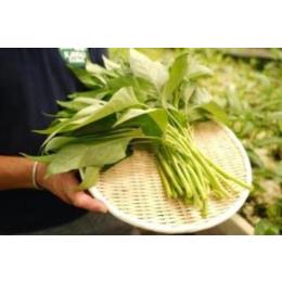 ���̂��������