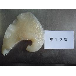 冷凍　排翅尾10枚