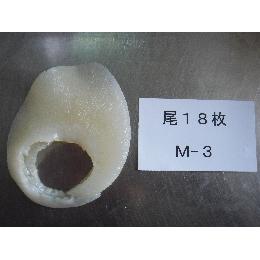 冷凍　排翅尾18枚（Ｍ3）