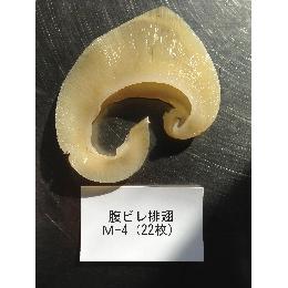 排翅　腹２２枚