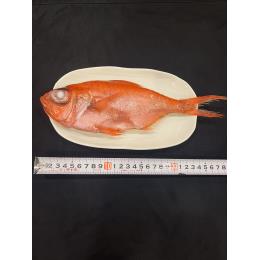 �y��310/���z�X���Y���ڑ�@���E���h10kg�@200g/300g�@��40������((10kg�^��))