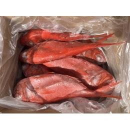 �y��625/���z���H�\�@�X���Y���ڑ�@���E���h10kg�@450/650g�@��20����