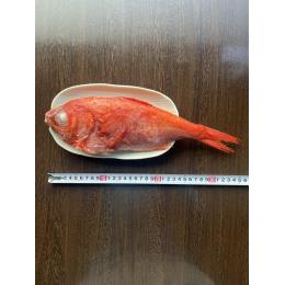 �y��625/���z�X���Y���ڑ�@�Z�~�h���X10kg�@400~550g/��((10kg�^��))