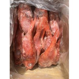 �X���Y���ڑ�@�Z�~�h���X10kg�@260g/380g�@��35������