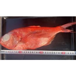 �X���Y���ڑ�@���E���h�@5kg�@��700g/��((5kg�^��))