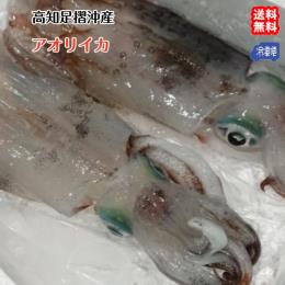 アオリイカ （1～1.5kg） 下処理済み 冷凍 高知産 天然
