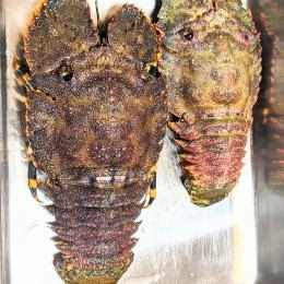 ゾウリエビ （2-5尾で800～1000g） 特殊冷凍