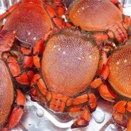 アサヒガニ 旭蟹 高知産 天然  冷凍便 塩ゆで 焼く 鍋 汁 雑炊