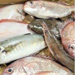 漁師におまかせ 旬鮮魚セット 黒潮鮮魚 刺身 煮魚 焼魚
