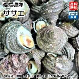 サザエ