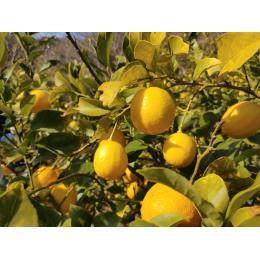 �y�󂠂�i�z��܂Ŏg���鐣�˓��Ђ낵�܃�����((�i30�`35�j����ł��B�E5�^kg))