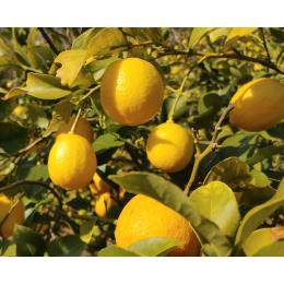 ��܂Ŏg���鐣�˓��Ђ낵�܃��������_��E�h���ܕs�g�p